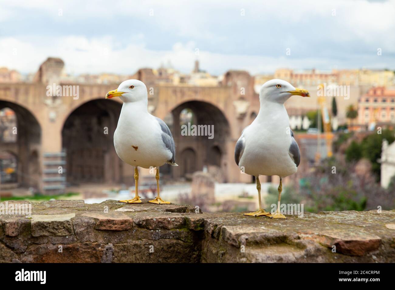Nahaufnahme von zwei Möwen, die in entgegengesetzte Richtungen schauen, die römische Forumruine im Hintergrund, Rom, Italien Stockfoto