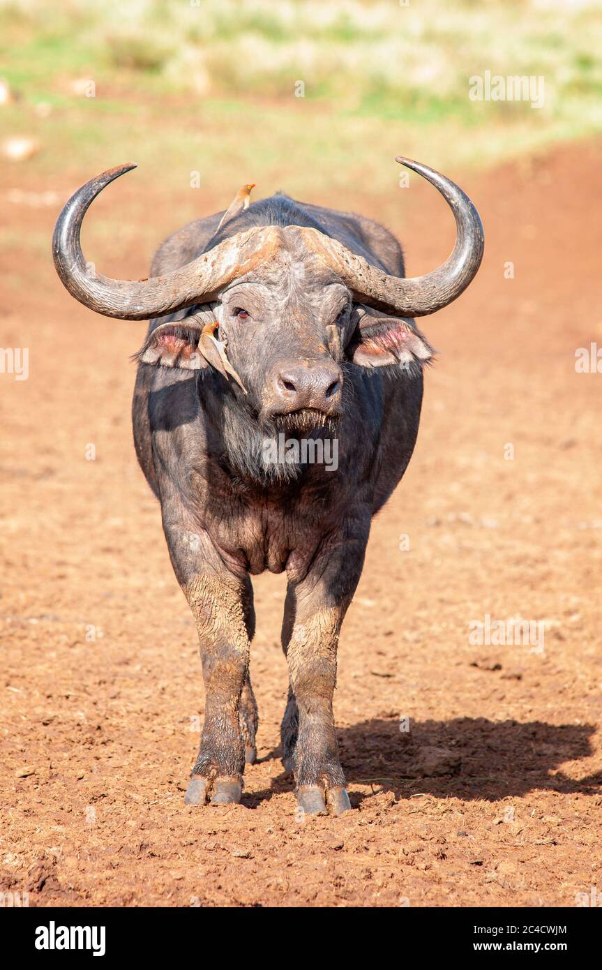 Afrikanische Büffel oder Kapbüffel, Syncerus Caffer, im Aberdare National Park. Kenia. Afrika. Stockfoto