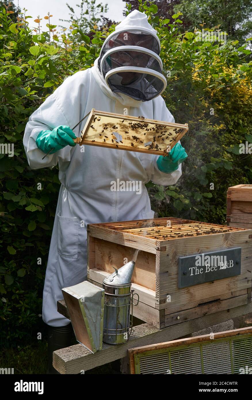 Imker inspiziert einen Rahmen von Honig aus Bienenstock Stockfoto