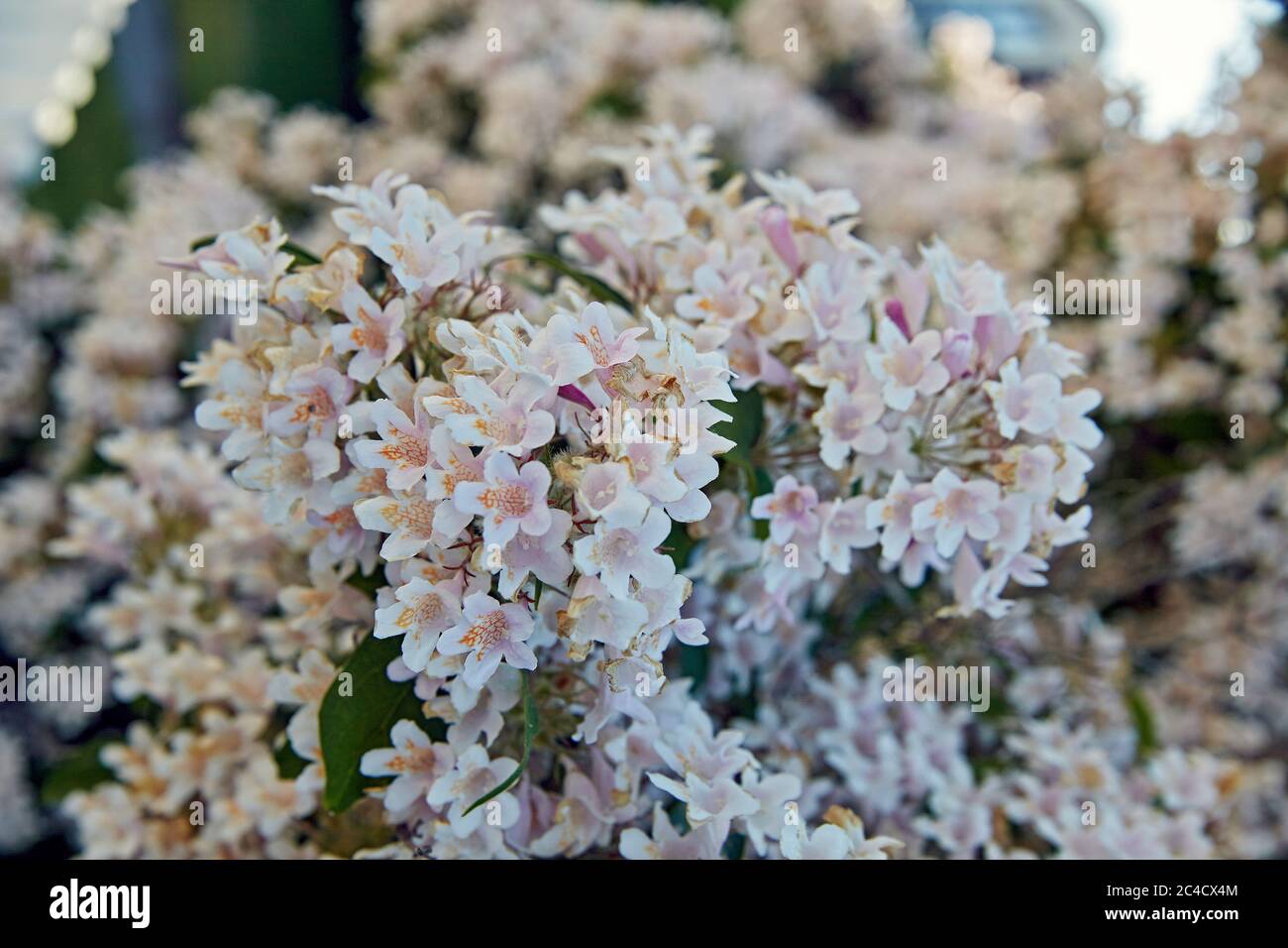 Blühende Kolkwitzia amabilis im schwedischen Garten. malmköping schweden. Stockfoto