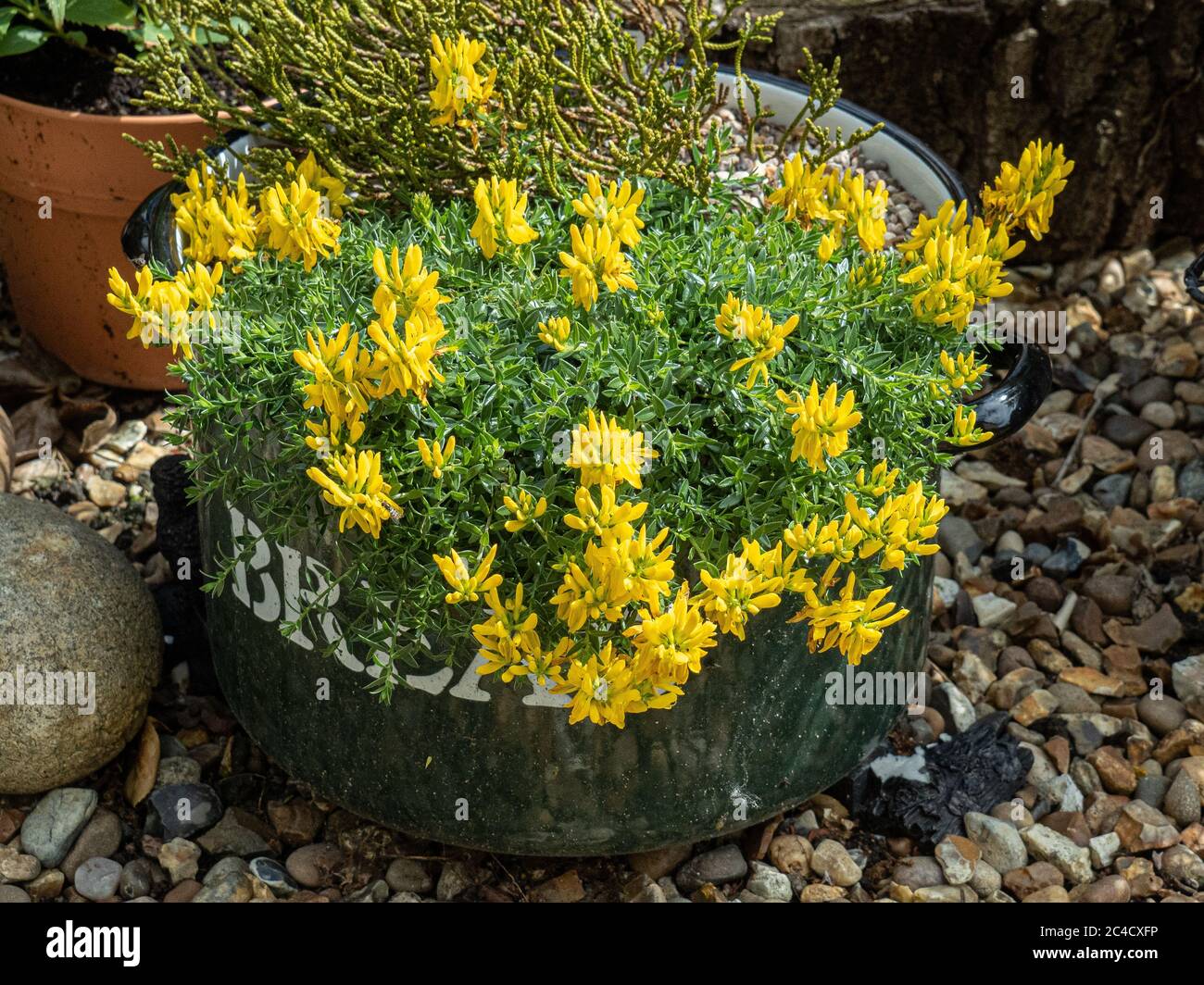 Genista tinctoria var alpestris wächst in einem umfunktionierten Brotbehälter mit Hebe laingii Stockfoto