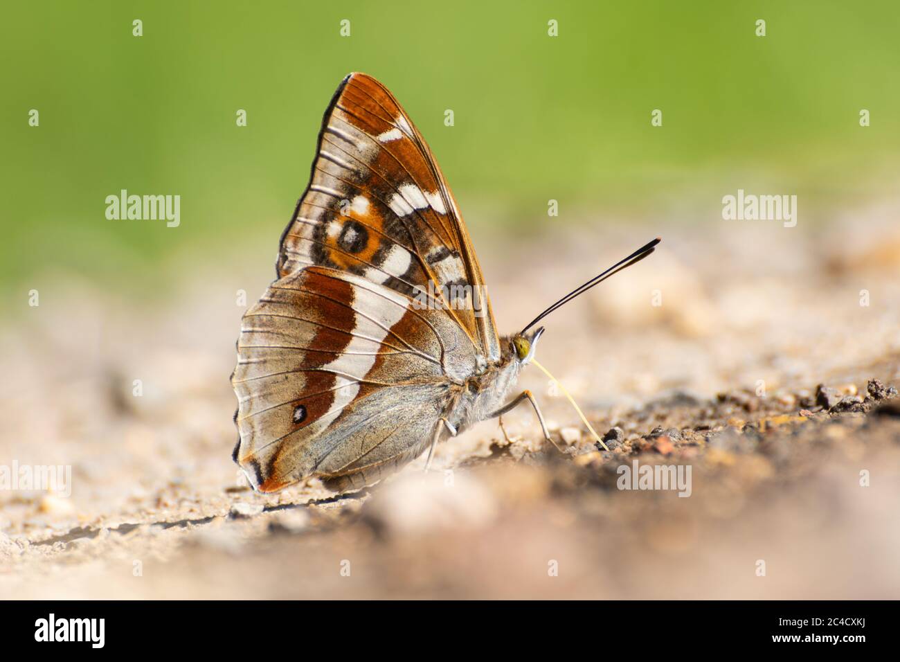 Purple Kaiser Schmetterling (Apatura Iris) Pfützen auf einem feuchten Weg, um Mineralien in Ende Juni, Großbritannien zu extrahieren Stockfoto