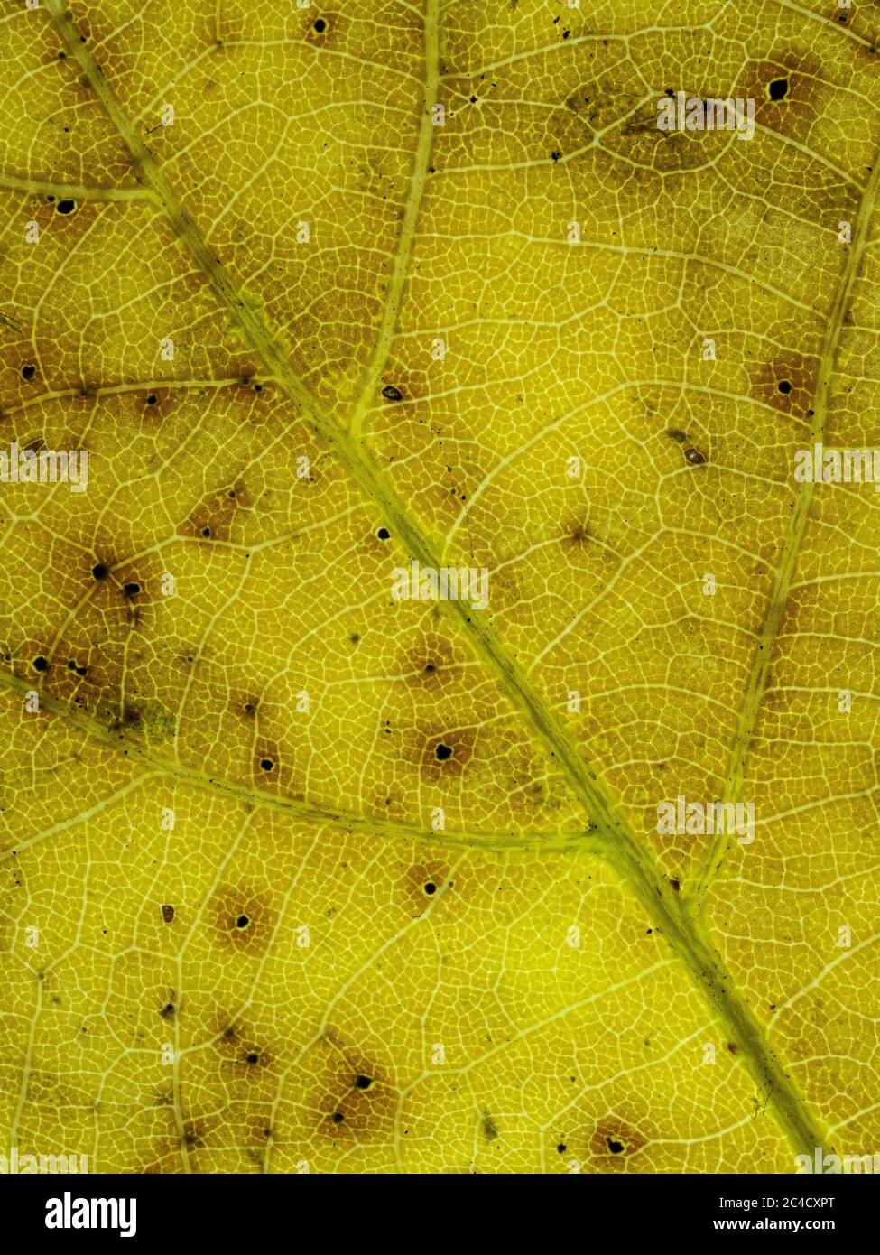 Eine Nahaufnahme der Details und Muster der Adern in einem Eichenblatt Stockfoto
