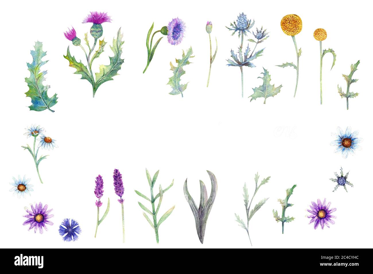 Wilde Blumen Stockfoto