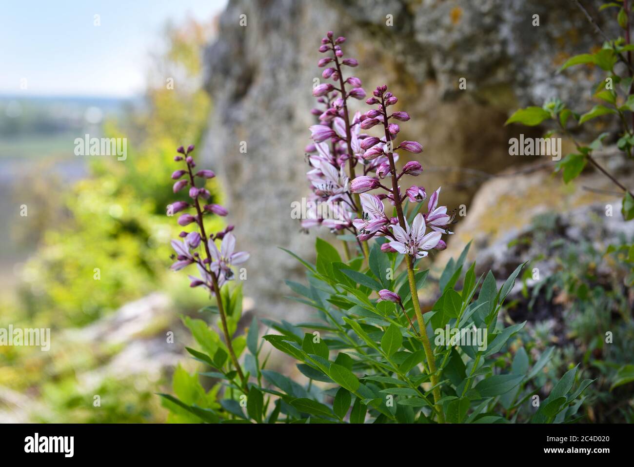 Burning-Bush, Falsche Dittany oder Weiße Dittany (Dictamnus albus), Ukraine Stockfoto