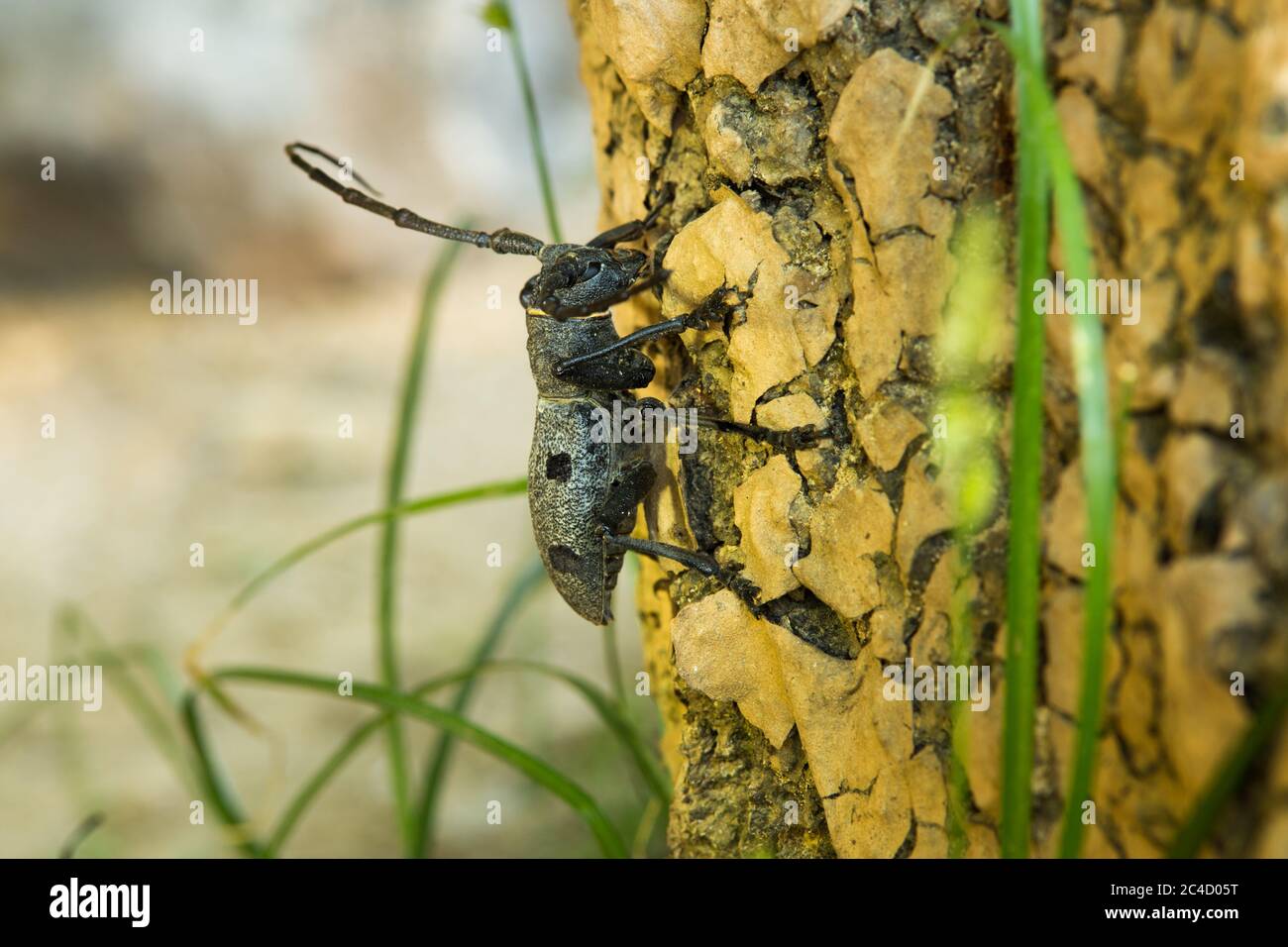 Nahaufnahme eines schwarz gefleckten Kiefernkäfer (Monochamus galloprovincialis). Sile - Istanbul, Türkei Stockfoto