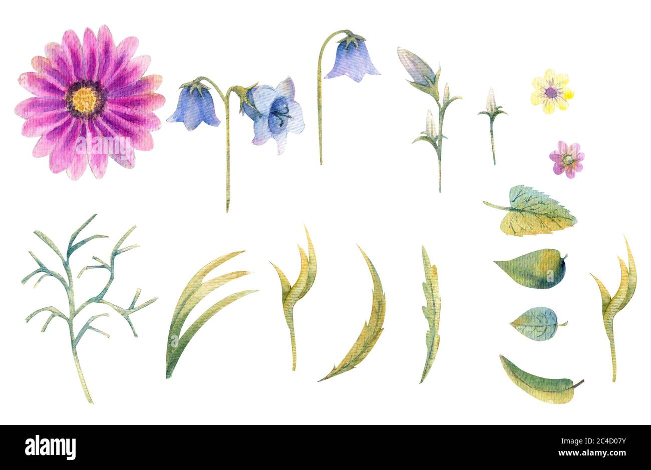 Wildblumen in Aquarell Stockfoto