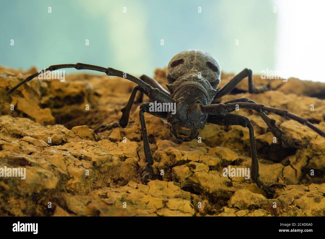 Nahaufnahme eines schwarz gefleckten Kiefernkäfer (Monochamus galloprovincialis). Sile - Istanbul, Türkei Stockfoto