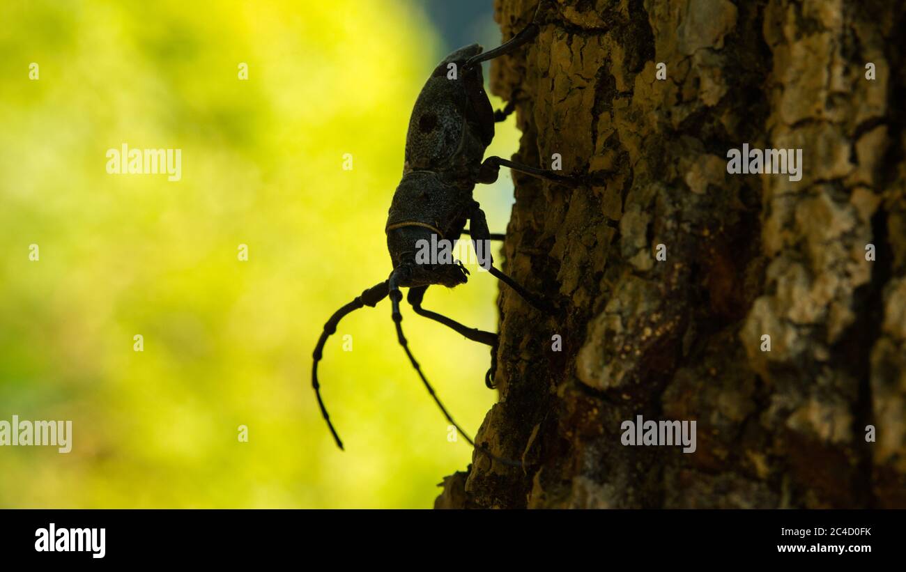 Nahaufnahme eines schwarz gefleckten Kiefernkäfer (Monochamus galloprovincialis). Sile - Istanbul, Türkei Stockfoto