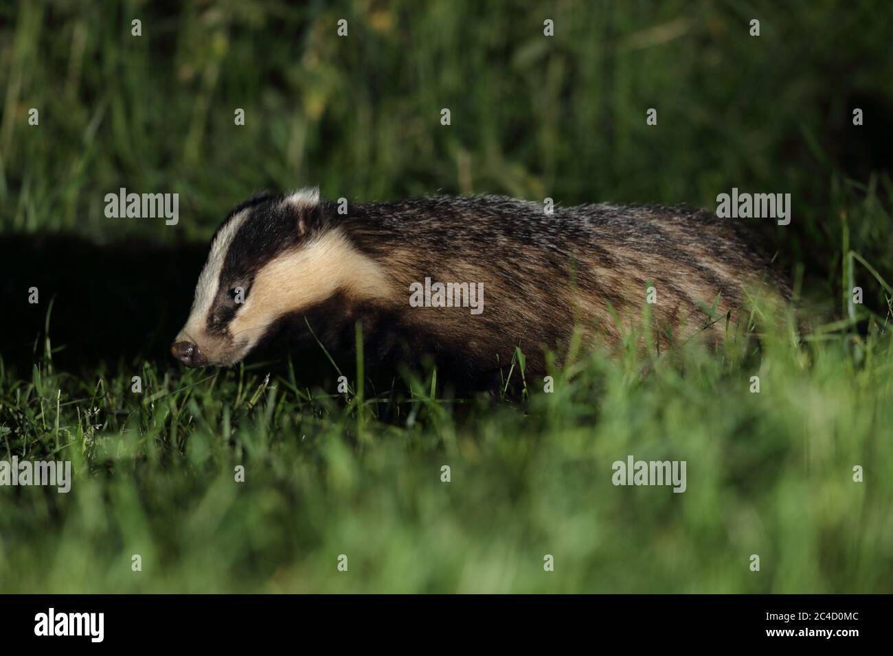 Der europäische Dachs, auch als Eurasischer Dachs bekannt, ist eine Dachsart in der Familie Mustelidae, die in fast ganz Europa beheimatet ist. Stockfoto