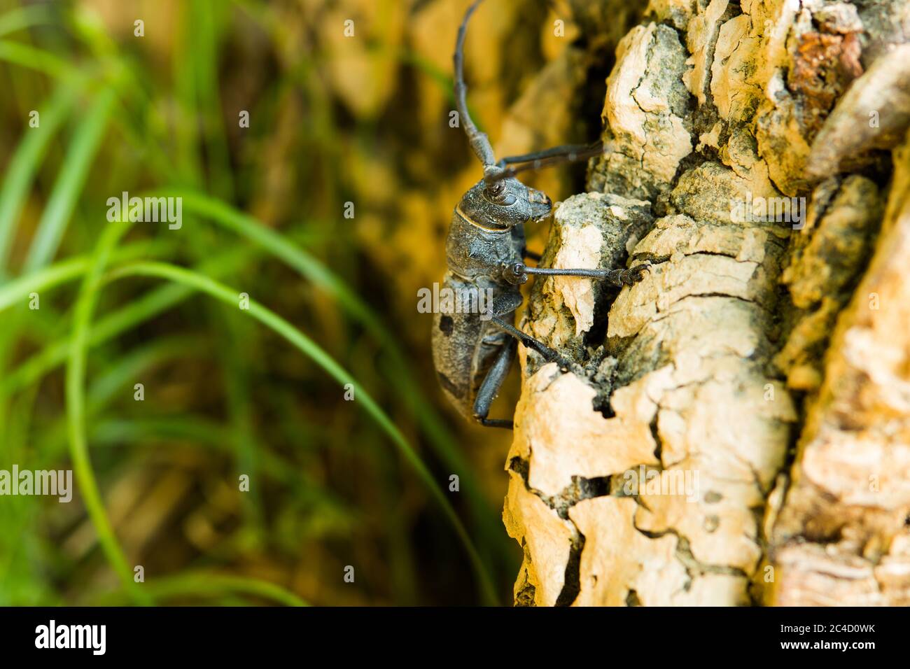Nahaufnahme eines schwarz gefleckten Kiefernkäfer (Monochamus galloprovincialis). Sile - Istanbul, Türkei Stockfoto