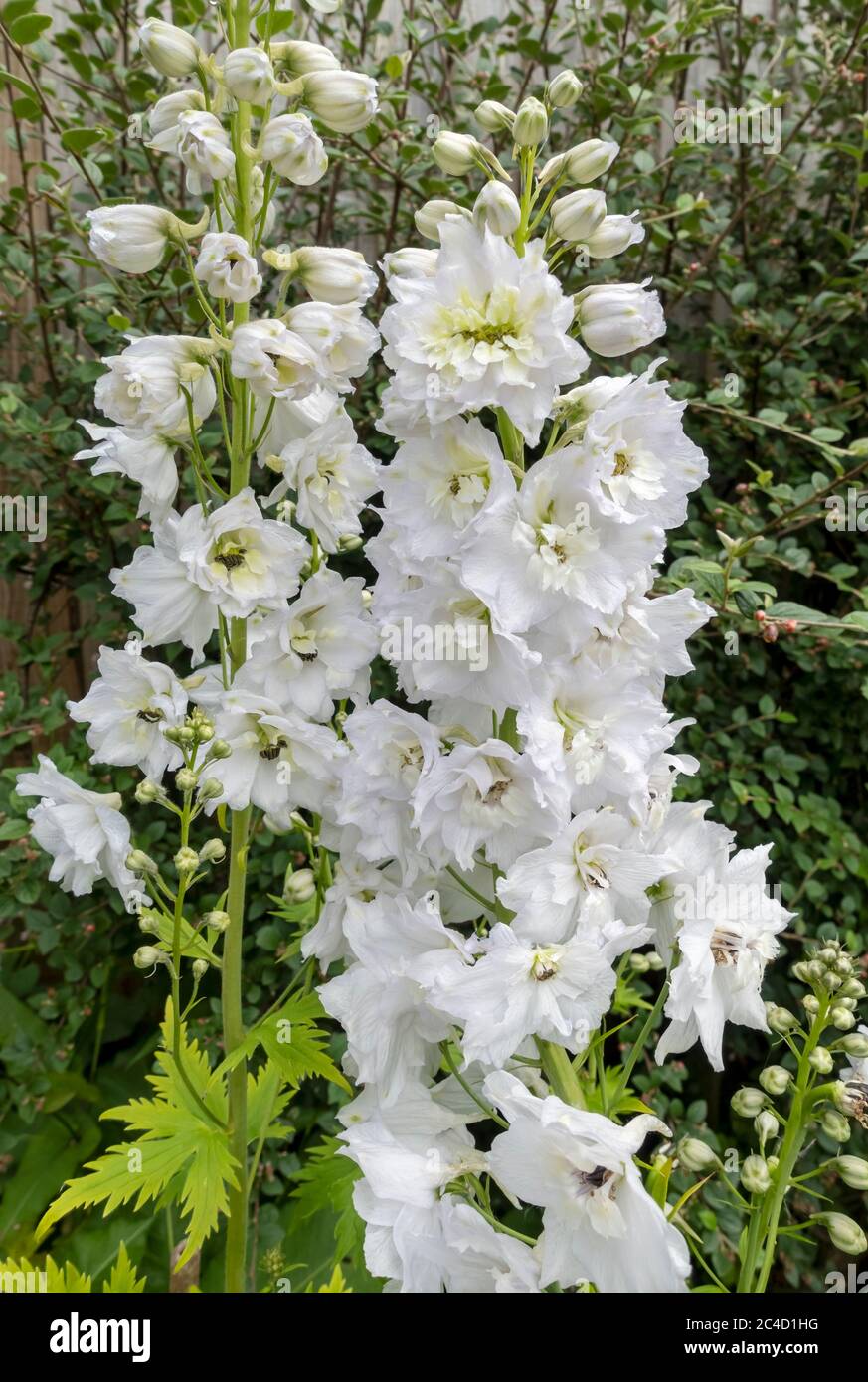 Nahaufnahme von doppelten weißen Delphinium Blumen Blütenspitze im Garten im Sommer England UK Vereinigtes Königreich GB Großbritannien Stockfoto