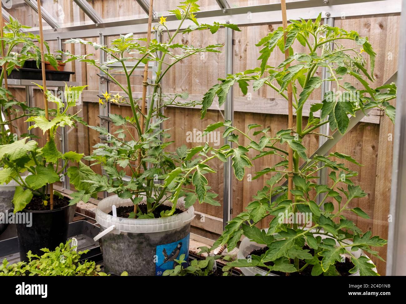 Tomaten und Gurken Tomaten Gurken Pflanzen, die im Sommer in einem Gewächshaus wachsen England Vereinigtes Königreich Großbritannien Großbritannien Großbritannien Großbritannien Großbritannien Großbritannien Großbritannien Großbritannien Großbritannien Stockfoto