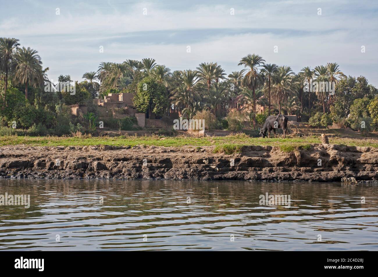 Landschaft Szene der ländlichen Landschaft Feld Wiese in Ägypten Afrika mit Rinder Viehbestand Stockfoto