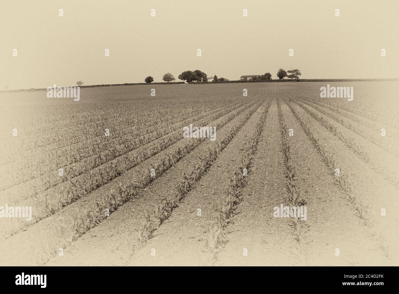 Linien in der Landschaft, Yorkshire Wolds, GB Stockfoto