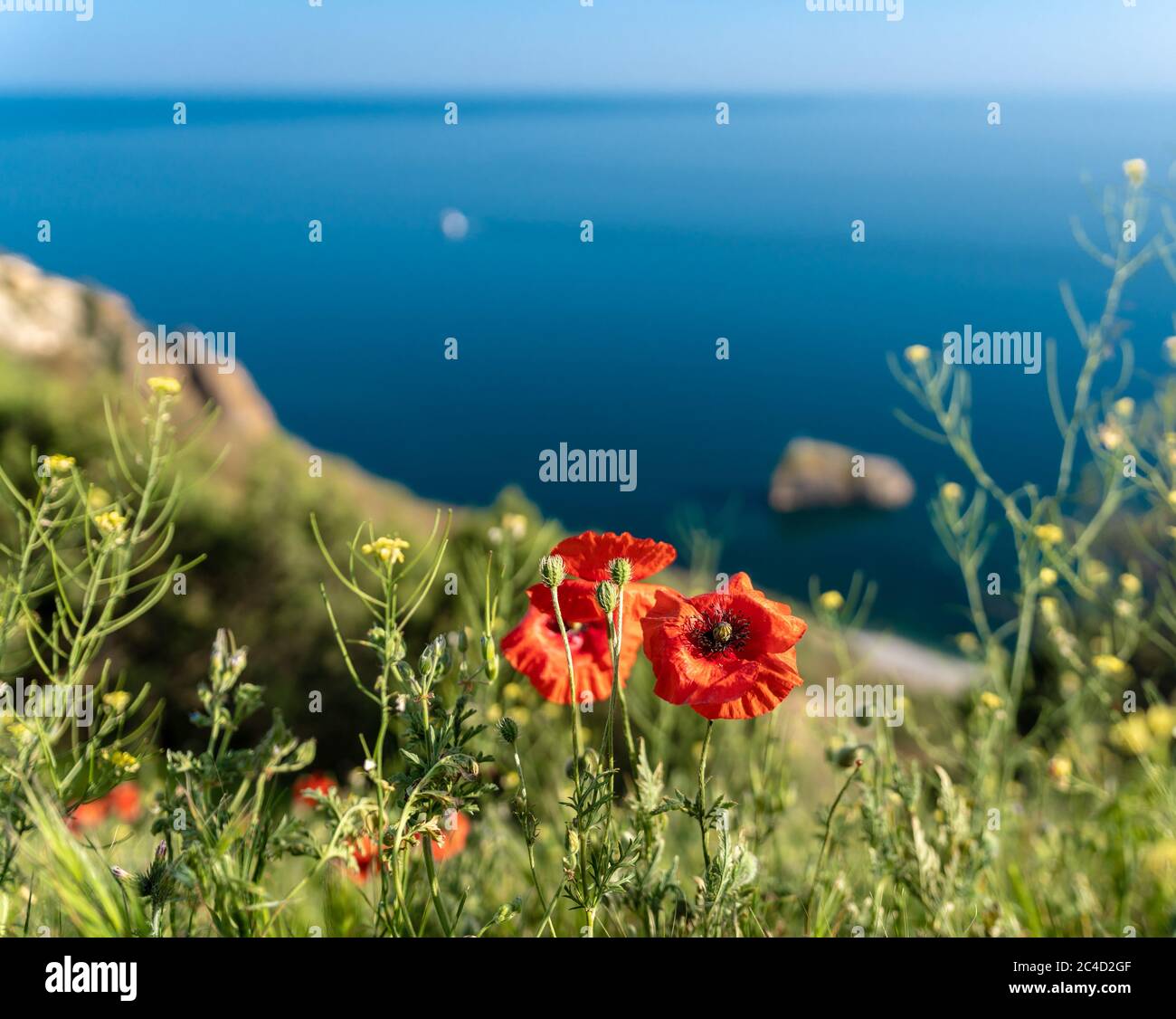 Blühende Mohnblumen an der Küste. Nahaufnahme von roten Blumen an den Klippen an einem sonnigen Maimorgen. Atemberaubende Aussicht auf das türkisfarbene Wasser und die Berge Stockfoto