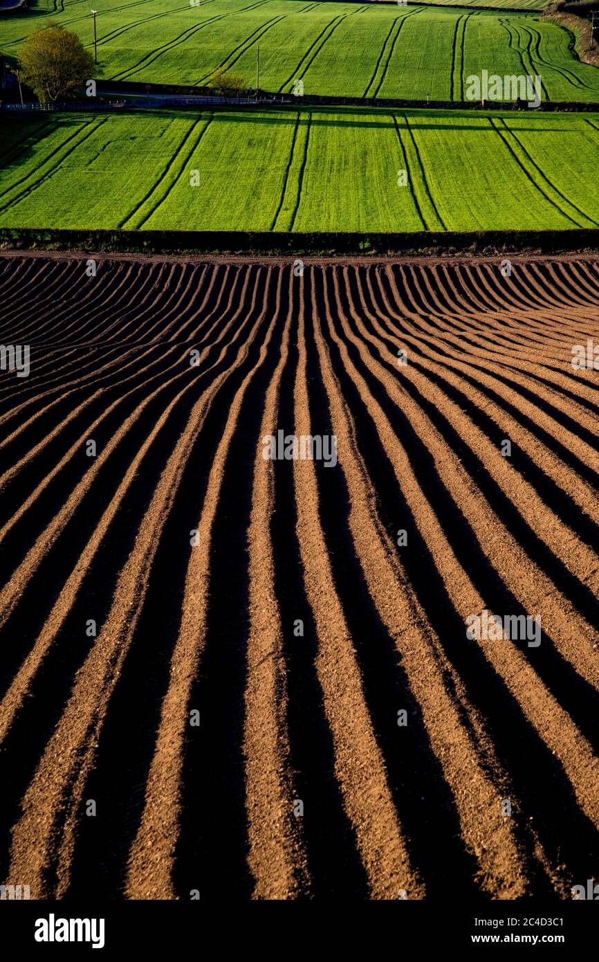 Gepflügte Kartoffelfelder, Getreideanbau, Grünflächen, Norden unten, Stockfoto