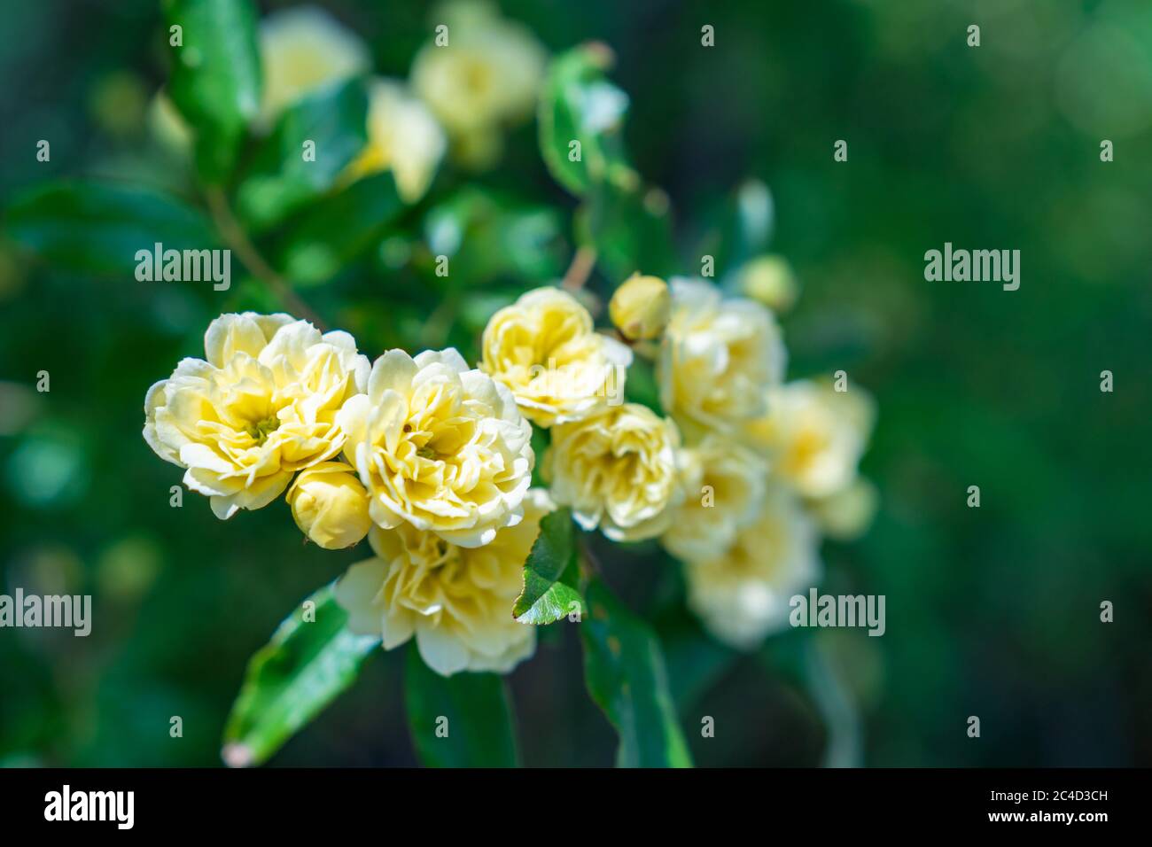 Viele kleine gelbe Rosen machen nach Regen die Nähe. Gelbe Rosen Sträucher blüht im Garten. Schöner Strauß von kleinen Rosen auf verschwommenem Hintergrund. Pflege Stockfoto