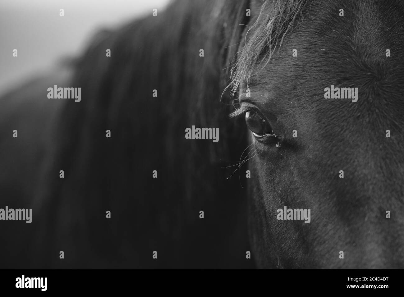 Detail des Pferdehauges mit Wimpern, die direkt zur Kamera in Schwarz und Weiß schauen Stockfoto