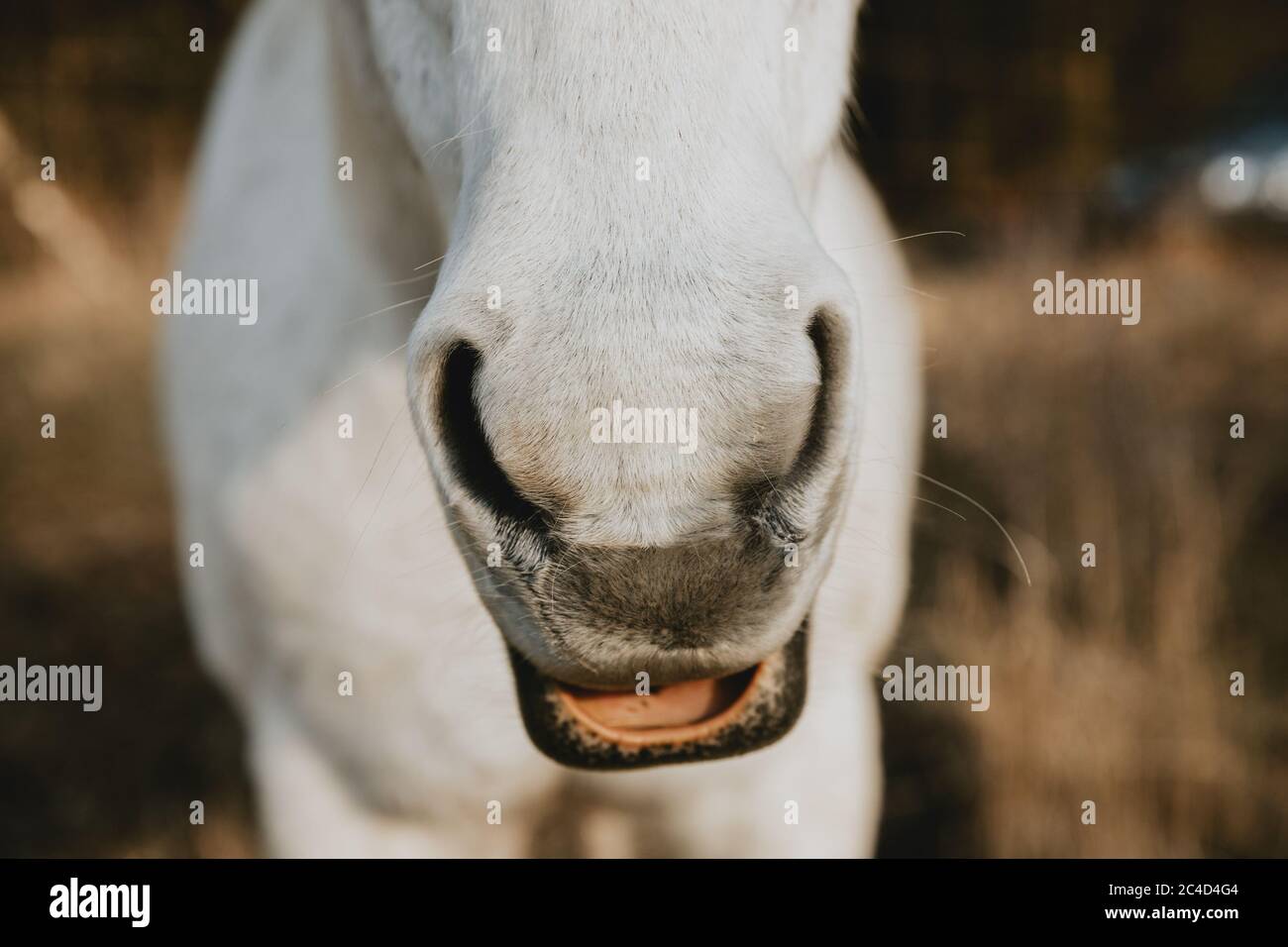 Detail der Nase des weißen Pferdes mit geöffnetem Mund, wie ein lachendes Pferd Stockfoto