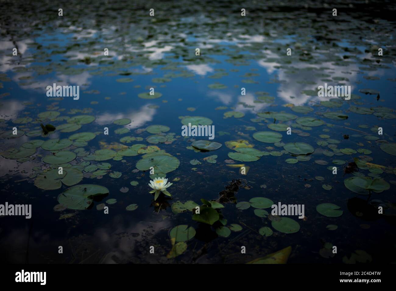 Eine einone Seerose blüht an einem teilweise bewölkten Tag in einem Teich im Bundesstaat New York. Stockfoto