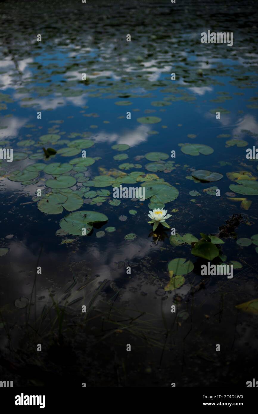 Ein vertikales Bild einer eineinigen Seerosenblüte blüht in einem Teich, der an einem teils bewölkten Tag im Bundesstaat New York liegt. Stockfoto