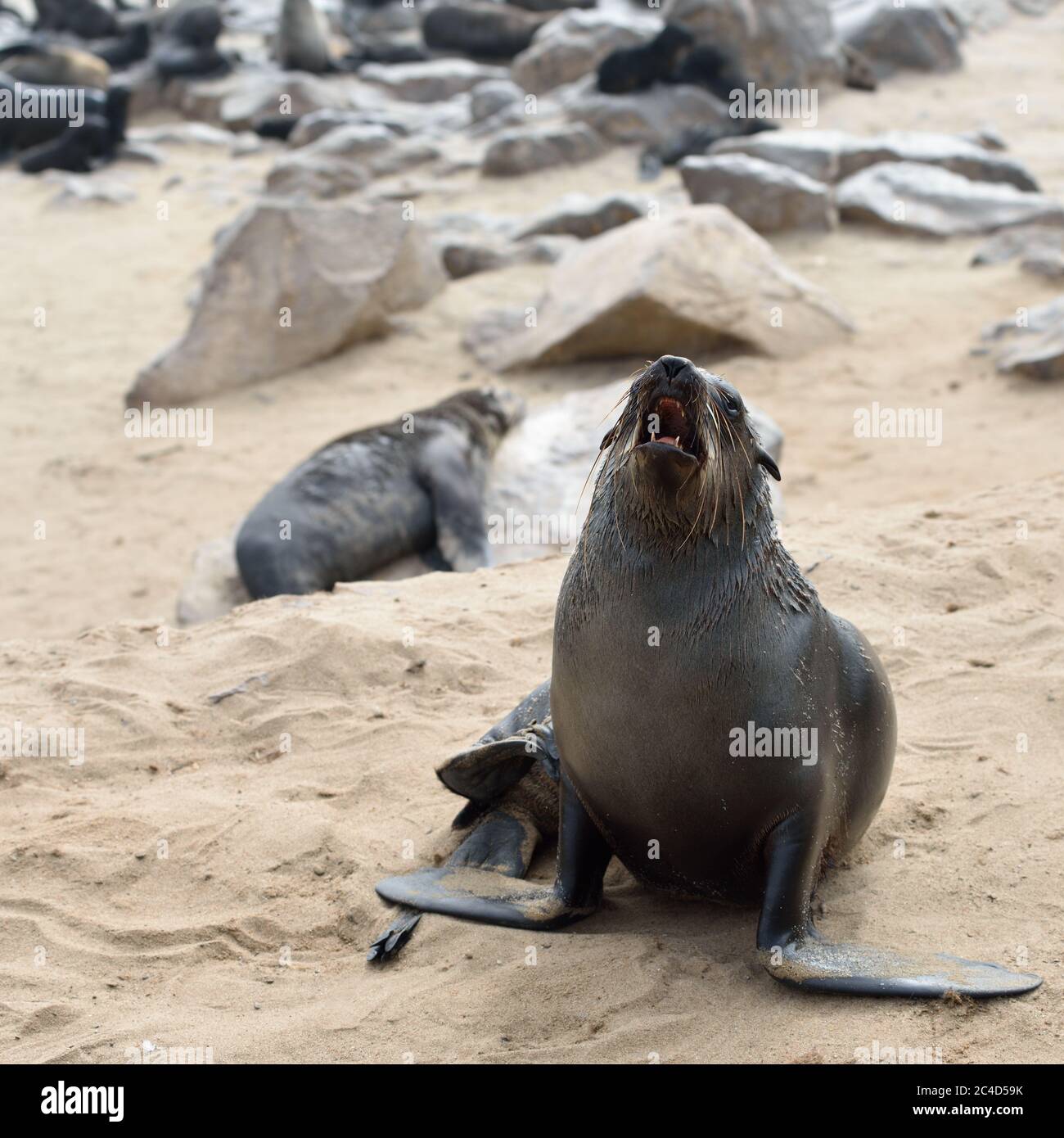 Kapfellrobbe brüllt an der Steinküste des Atlantiks. Robbenkolonie am Cape Cross, Skeleton Coast, Namibia Stockfoto