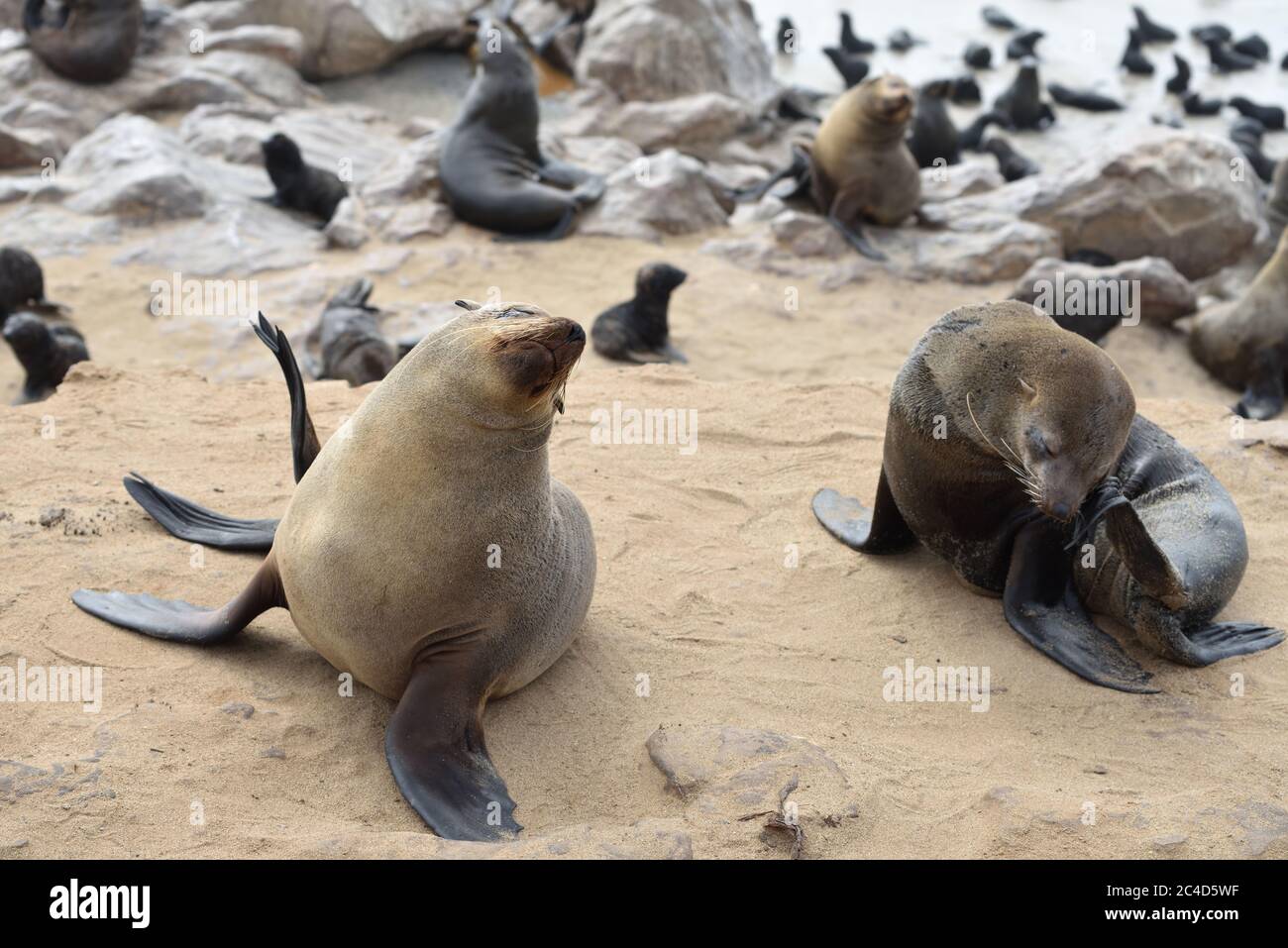 Kapfellrobben an der Steinküste des Atlantiks. Robbenkolonie am Cape Cross, Skeleton Coast, Namibia. Die größte Kolonie der Welt Stockfoto