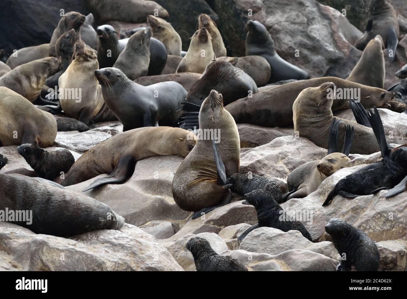 Kapfellrobben an der Steinküste des Atlantiks. Robbenkolonie am Cape Cross, Skeleton Coast, Namibia. Die größte Kolonie der Welt Stockfoto