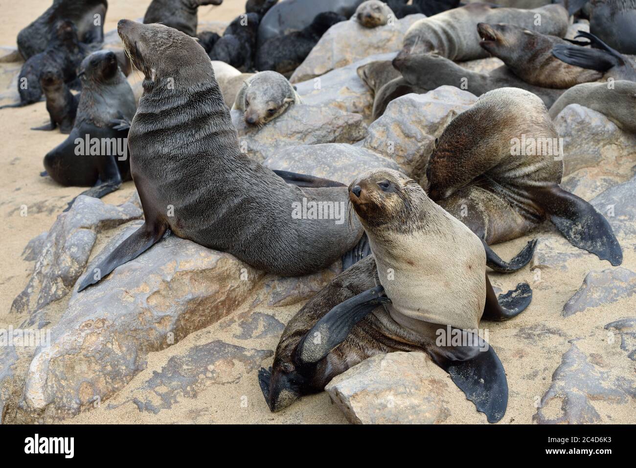 Kapfellrobben an der Steinküste des Atlantiks. Robbenkolonie am Cape Cross, Skeleton Coast, Namibia. Größte Robbenkolonie der Welt Stockfoto
