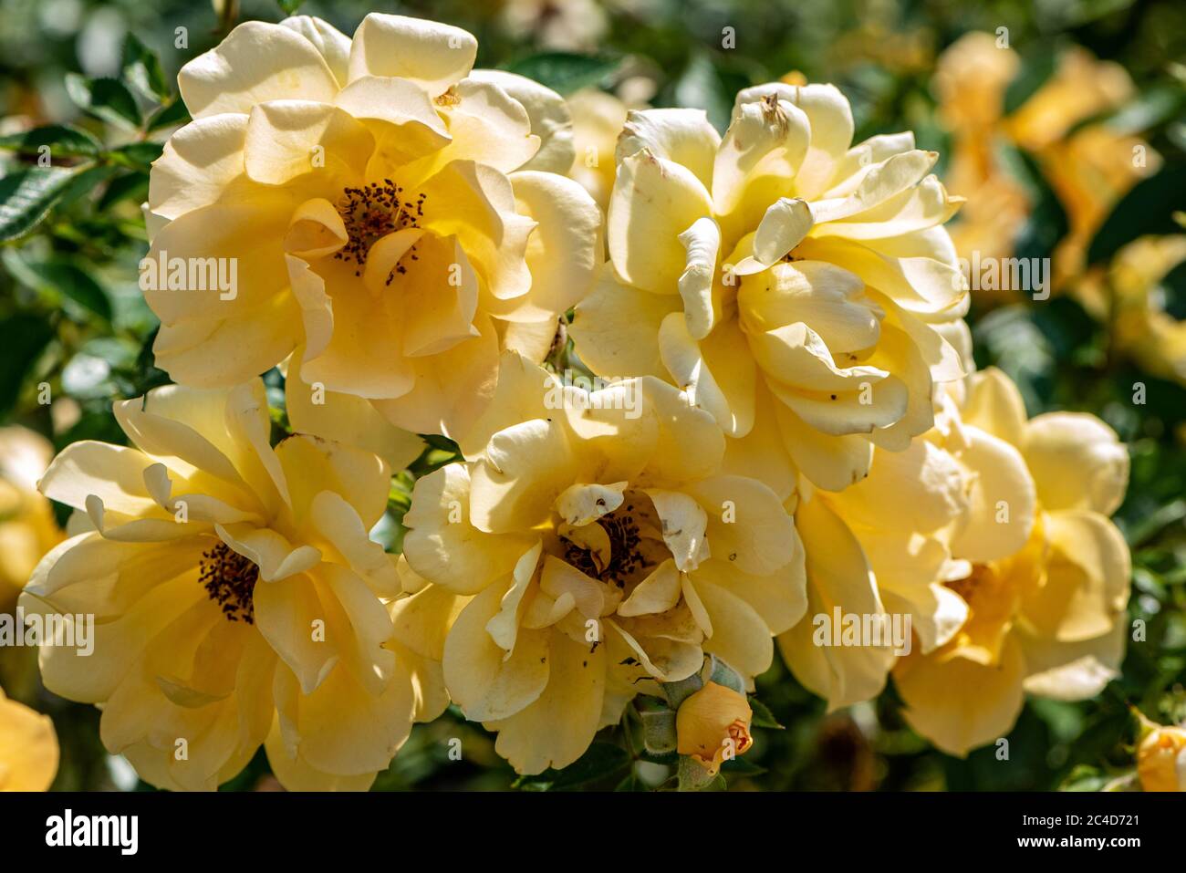 Blassgelbe Rosen, Rosa Gold Spice 'Frymega', RHS Gardens, Wisley, Großbritannien Stockfoto