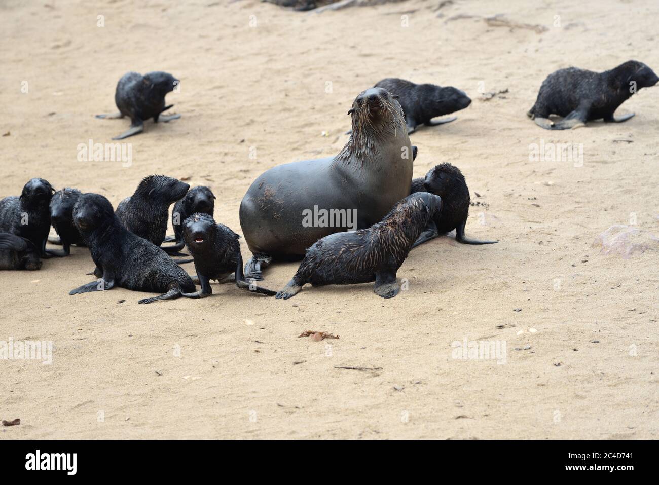 Baby Cape Pelz Robben mit Mutter an der Steinküste des Atlantischen Ozeans. Cape Cross, Skeleton Coast, Namibia. Die größte Kolonie der Welt Stockfoto