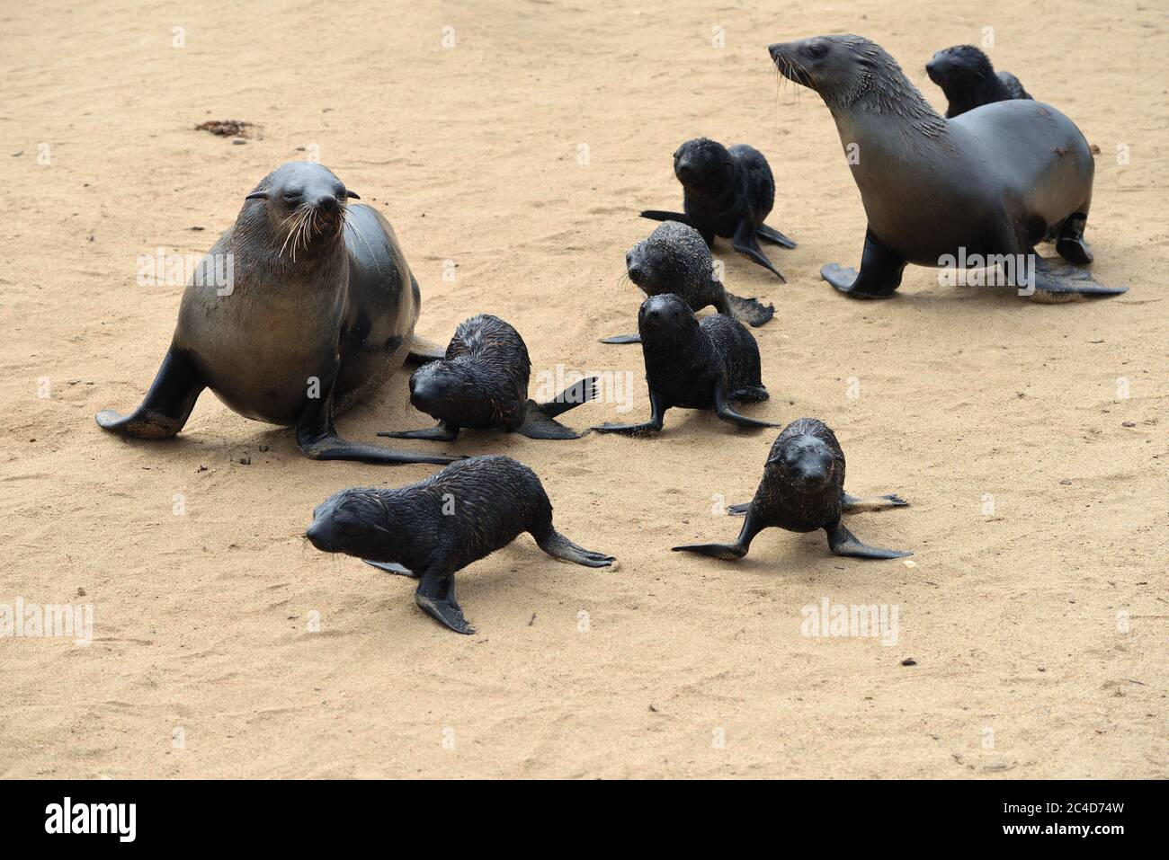 Baby Cape Pelz Robben mit Mutter an der Steinküste des Atlantischen Ozeans. Cape Cross, Skeleton Coast, Namibia. Die größte Kolonie der Welt Stockfoto