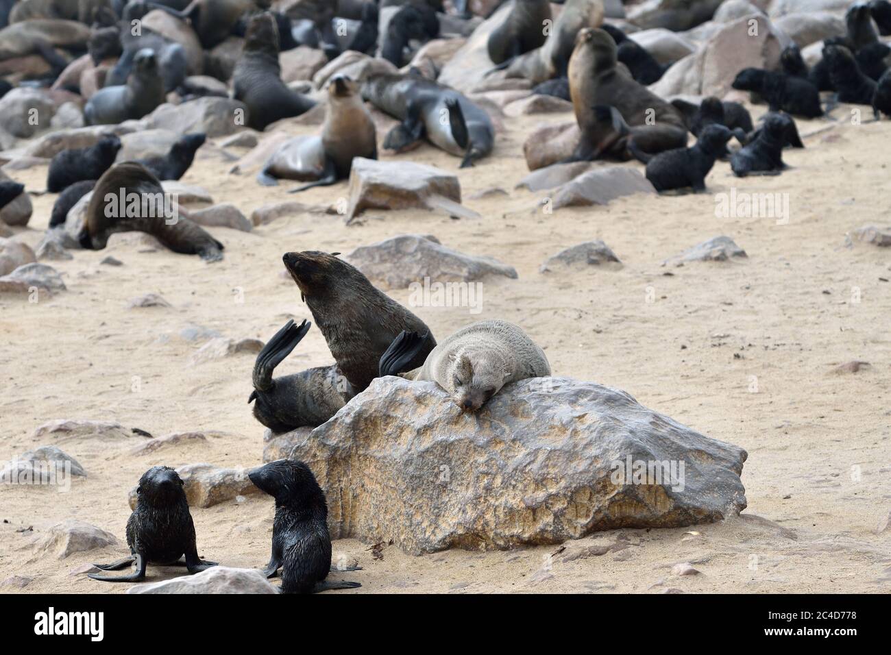 Kapfellrobben an der Steinküste des Atlantiks. Robbenkolonie am Cape Cross, Skeleton Coast, Namibia. Die größte Kolonie der Welt Stockfoto