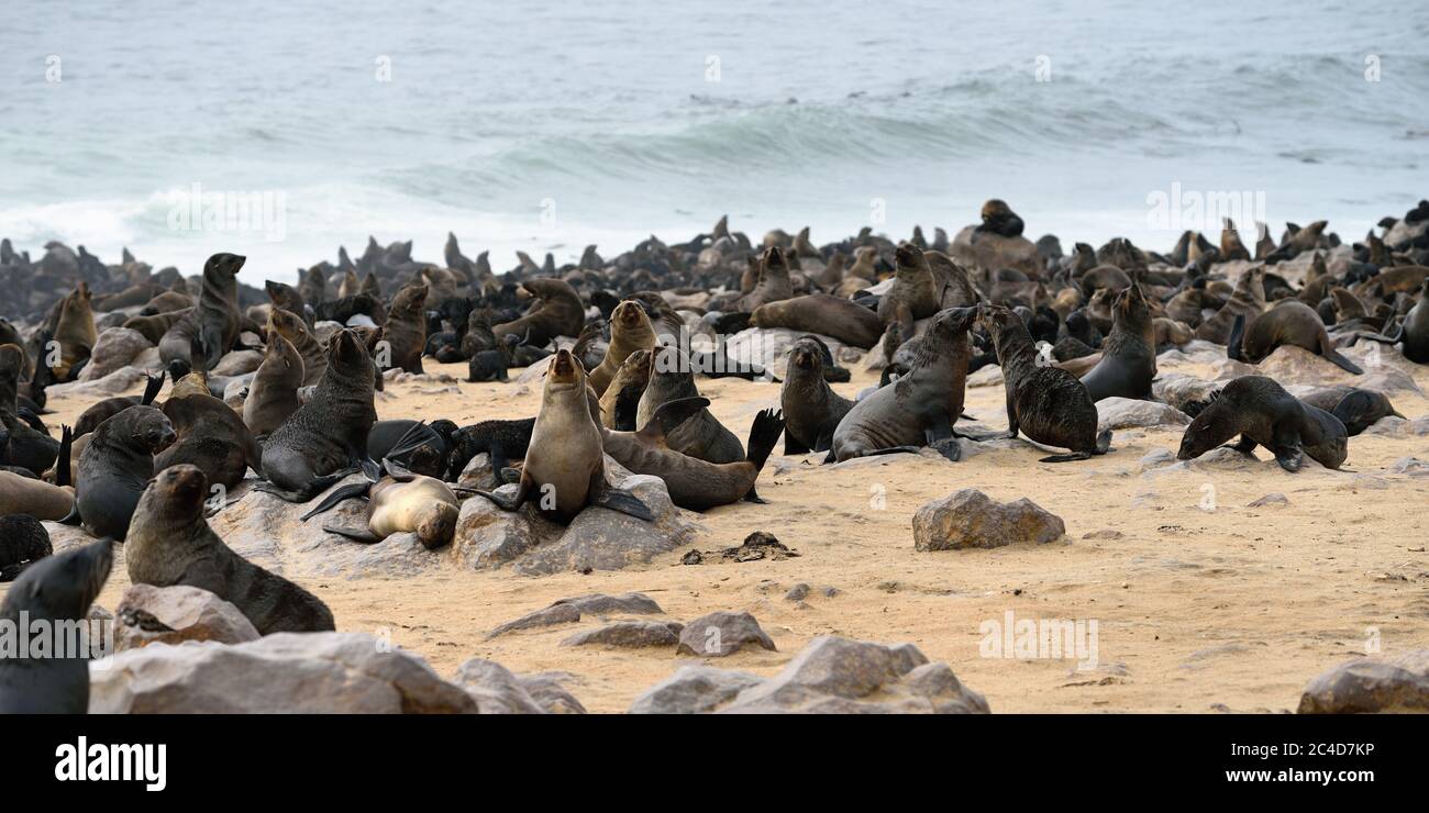 Kapfellrobben an der Steinküste des Atlantiks. Robbenkolonie am Cape Cross, Skeleton Coast, Namibia. Die größte Kolonie der Welt Stockfoto