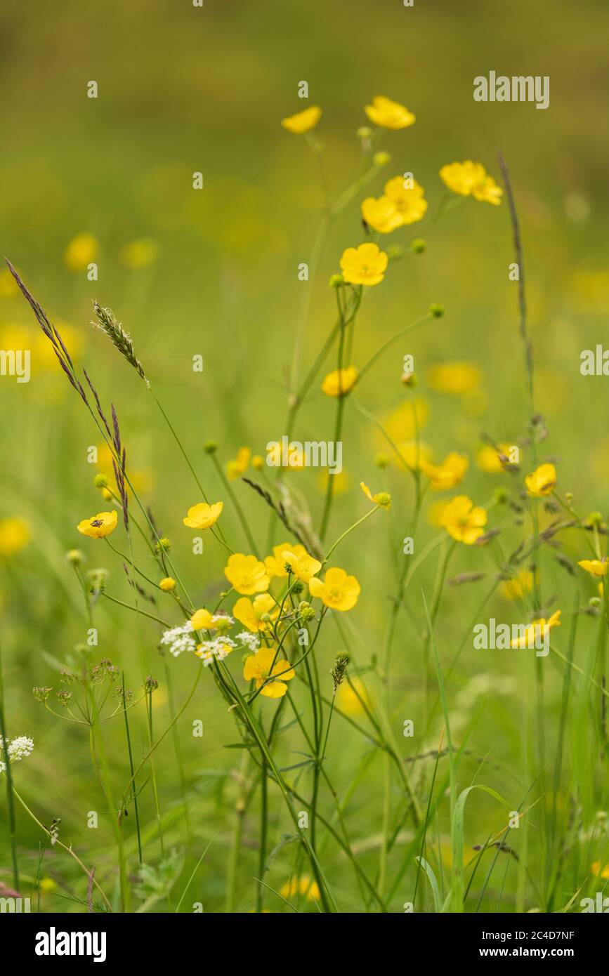 Butterblumen und Wildblumen auf einer Wiese bei Muker in Upper Swaledale, The Yorkshire Dales, UK. Stockfoto