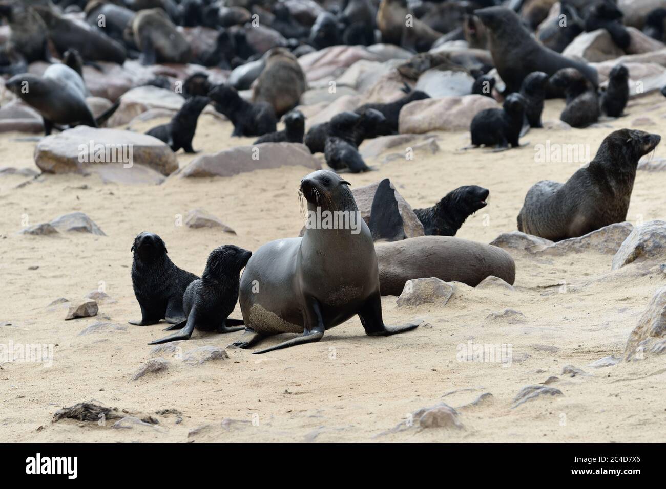 Kapfellrobben an der Steinküste des Atlantiks. Robbenkolonie am Cape Cross, Skeleton Coast, Namibia. Die größte Kolonie der Welt Stockfoto