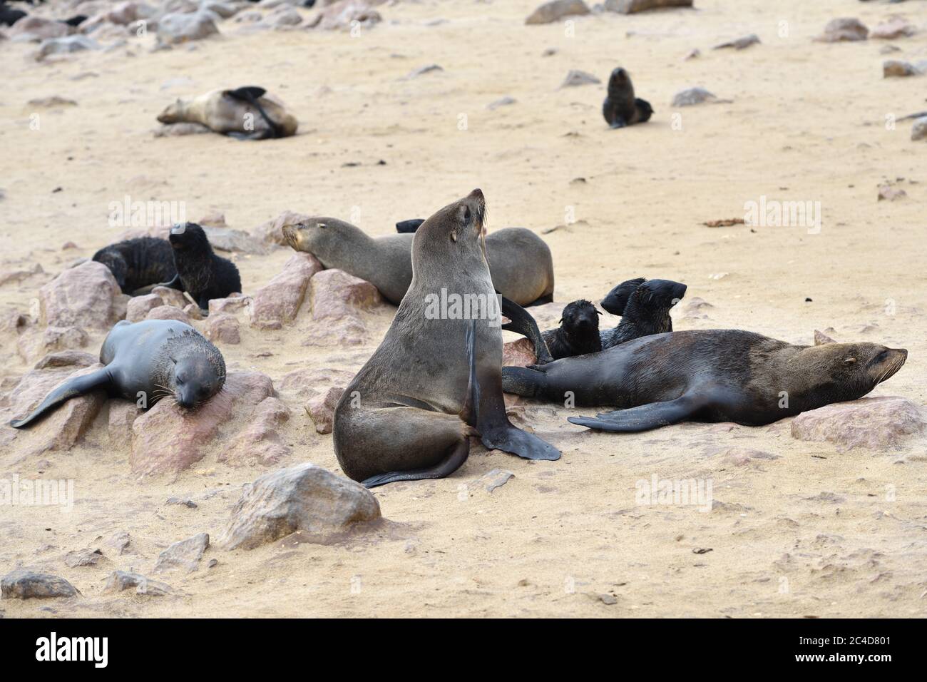 Erwachsene und junge Kapfellrobben an der Steinküste des Atlantiks. Robbenkolonie am Cape Cross, Skeleton Coast, Namibia. Die größte Kolonie in der Stockfoto