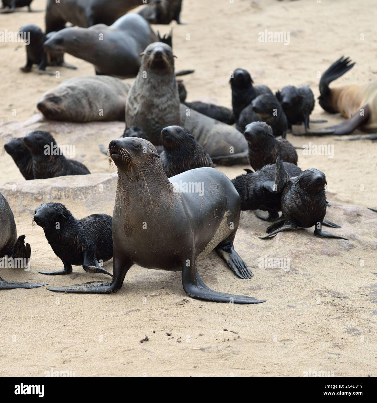Kapfellrobben an der Steinküste des Atlantiks. Robbenkolonie am Cape Cross, Skeleton Coast, Namibia. Die größte Kolonie der Welt Stockfoto