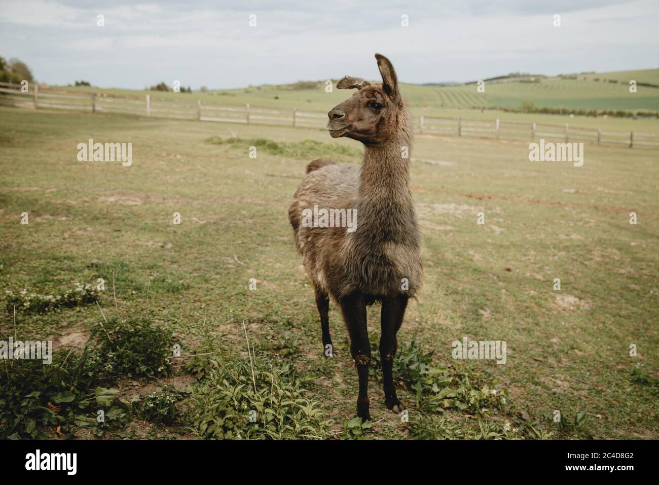 Ein einsames braunes Lama, das auf der Frühlingswiese steht und zur Seite schaut, in der goldenen Nachmittagssonne Stockfoto