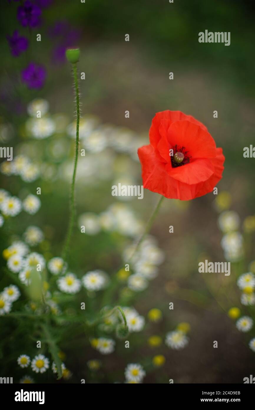 Feld von roten Mohnblumen, weißen Gänseblümchen und kleinen lila Blumen wachsen im Garten Stockfoto