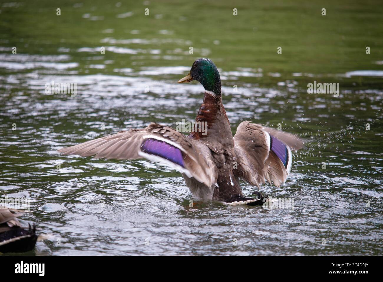Braune Ente mit violetten Highlights auf den Flügeln, die ihre Flügel ausbreiten, wenn sie von der Oberfläche des Sees abhebt Stockfoto