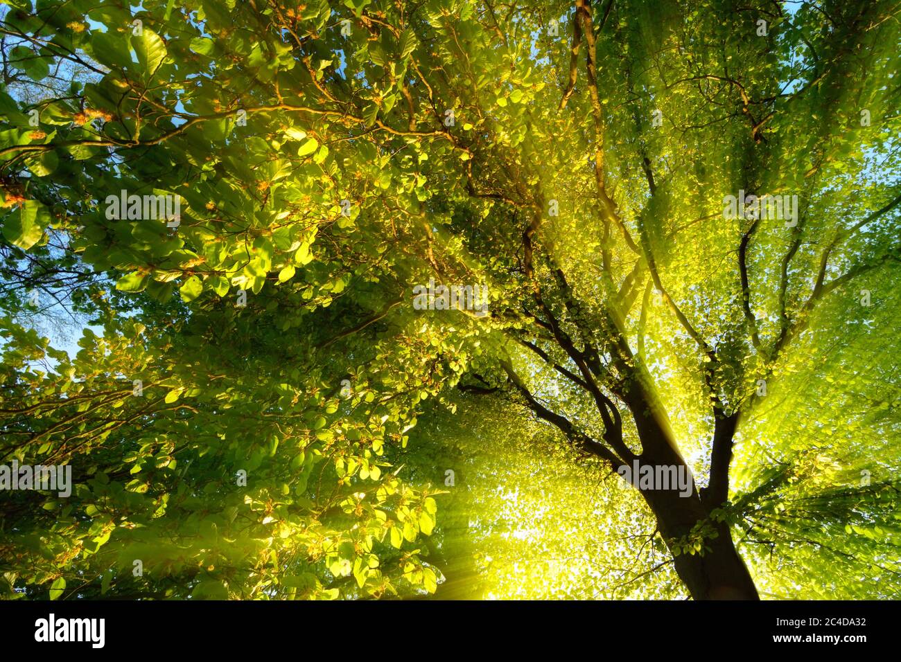 Majestätische Lichtstrahlen dramatisch erhellen die Zweige und Laub eines Baumes, mit der Sonne hinter der Silhouette des Stammes Stockfoto