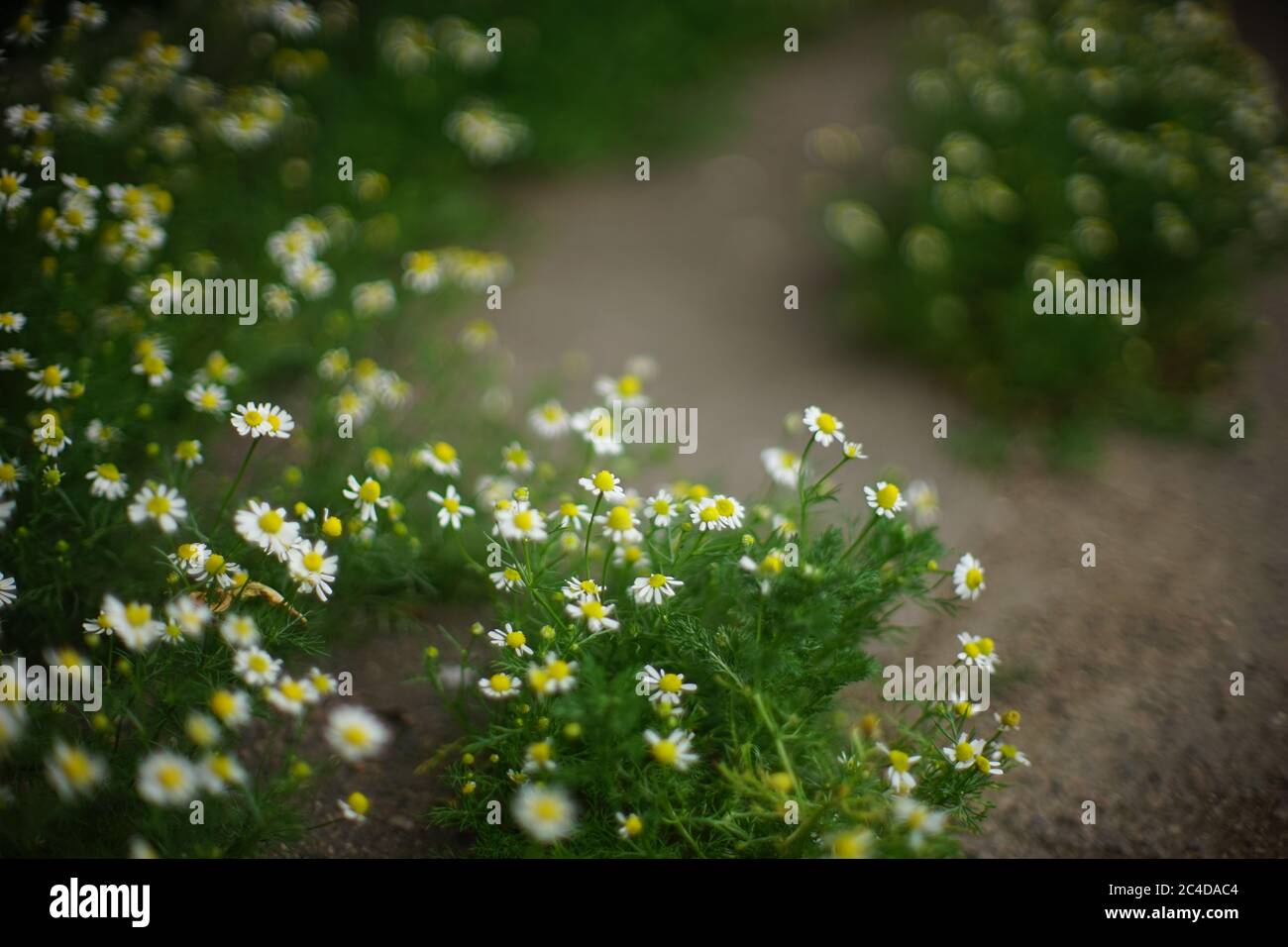 Hübsche weiße Kamillenblüten wachsen in einem Sommergarten um Wege herum Stockfoto