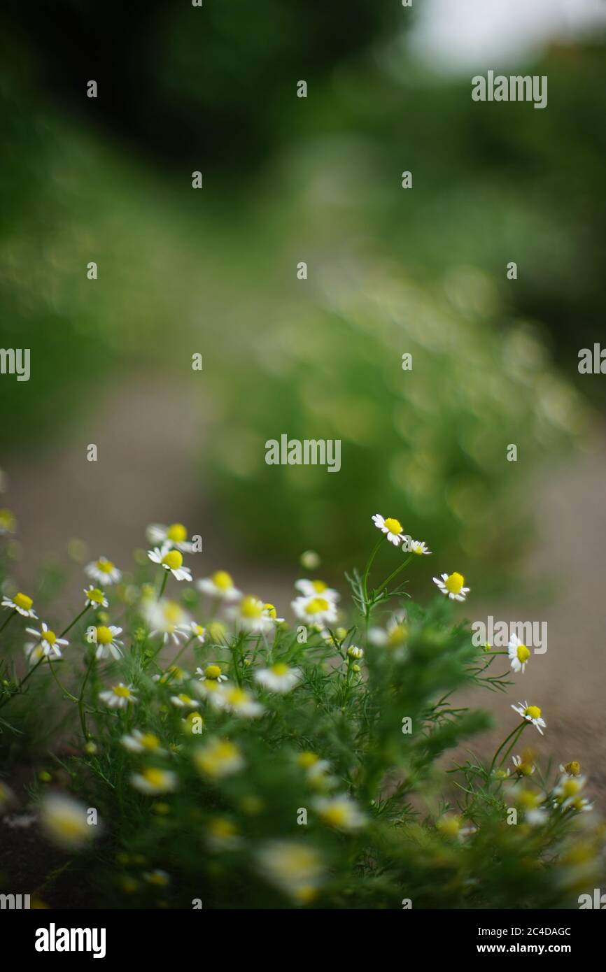 Im Sommergarten wachsen süße weiße Kamillenblumen. Stockfoto