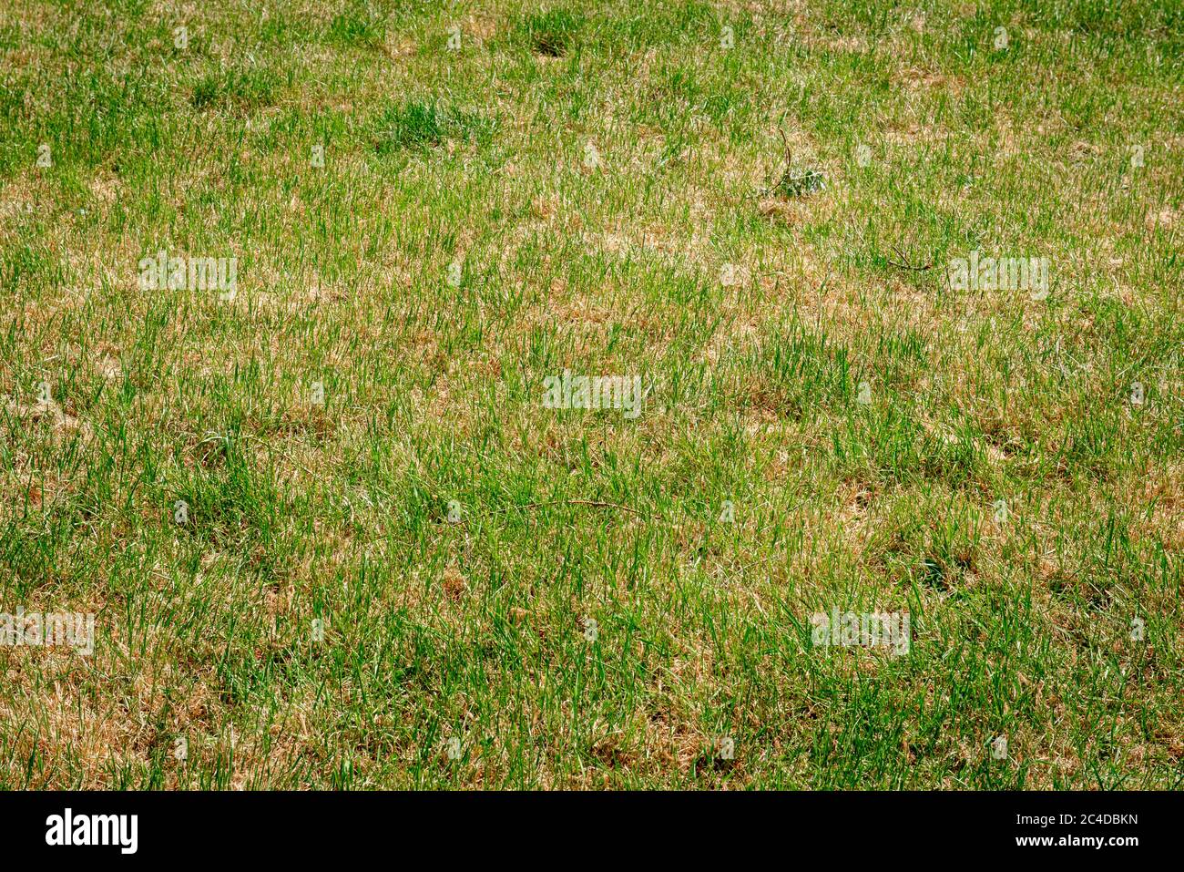 Grünes und gelbes Gras auf einer Wiese während einer Mini-Hitzewelle in Großbritannien Stockfoto
