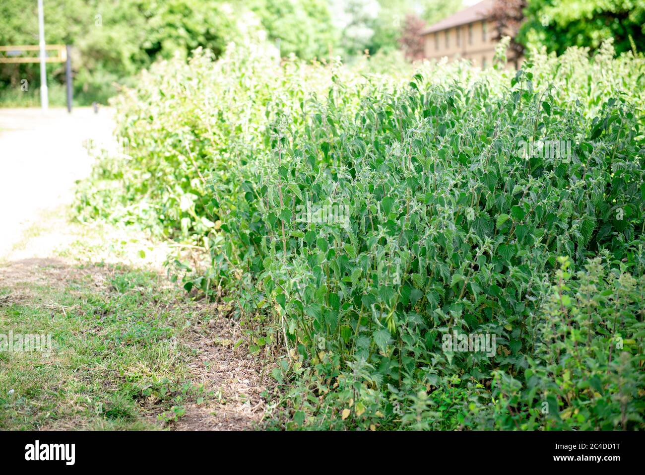 Bett der Brennnesseln in einem Landpark Stockfoto