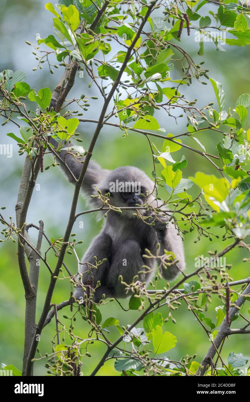 Silbrig Gibbon - Hylobates moloch, schöne Primaten endemisch in Java Wälder, Indonesien. Stockfoto