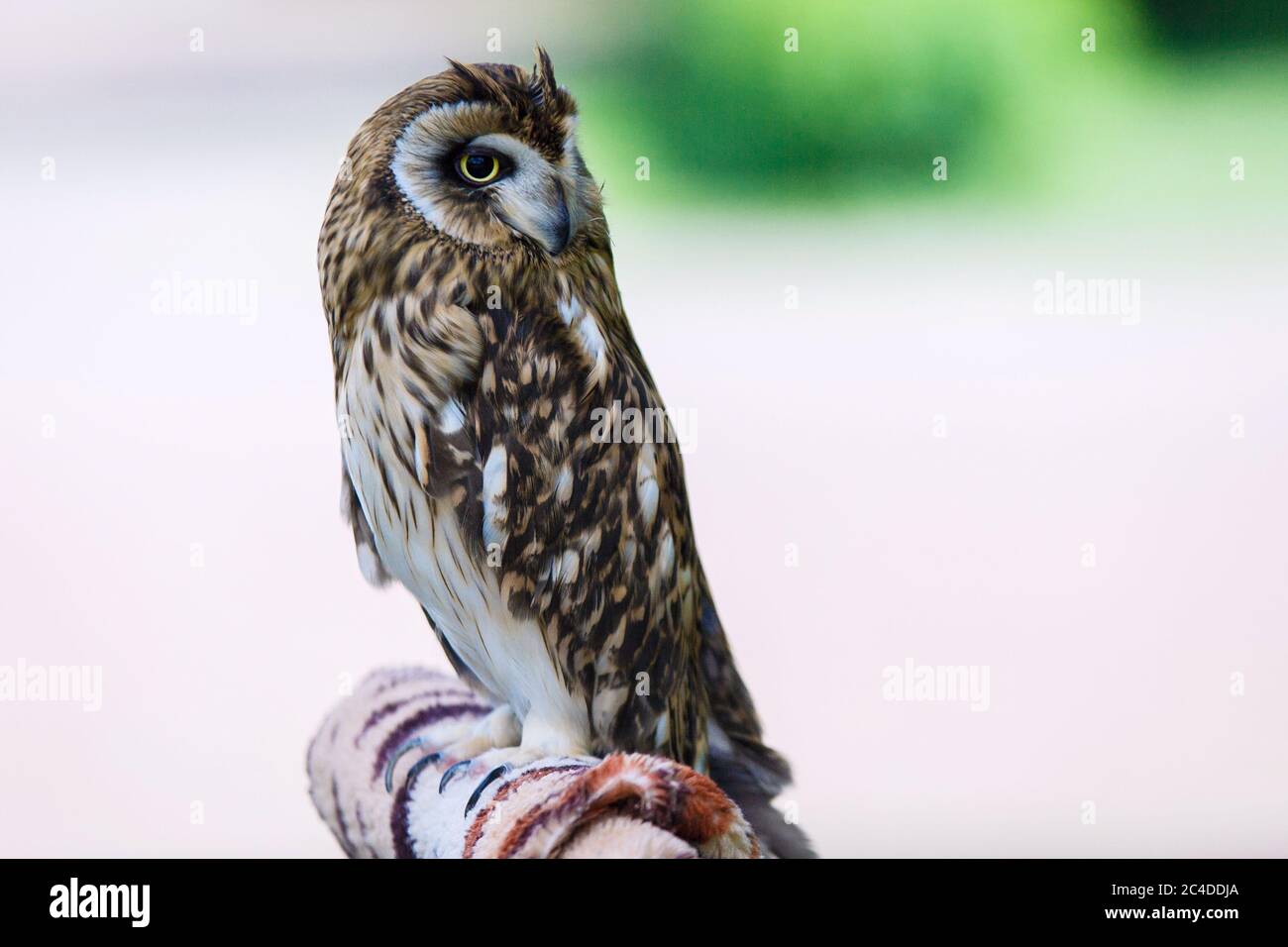 Kleine Eule für das Fotografieren in einem Vergnügungspark. Stockfoto