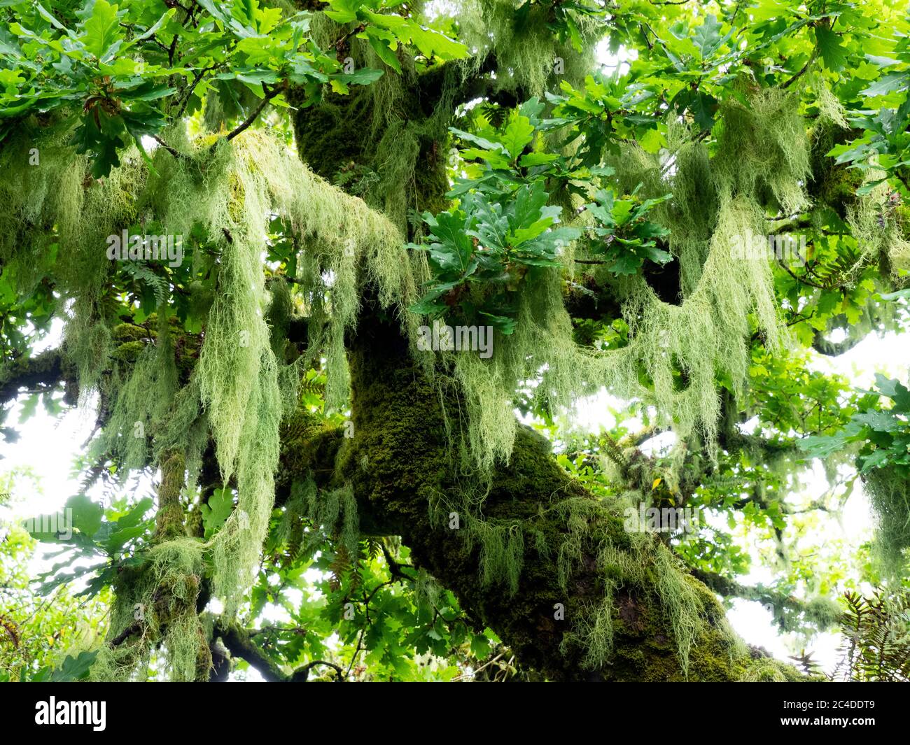 Bartflechten, (Usnea-Arten), die von den Bäumen in Wistman's Wood hängen ein Eichenwald auf Dartmoor, wichtig für die Moose und Flechten, die darauf wachsen Stockfoto